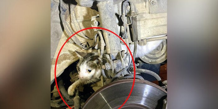 Otomobilin motor kısmına sıkışan kedi kurtarıldı