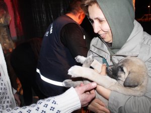 Su Kuyusuna Düşen Yavru Köpekler Kurtarıldı