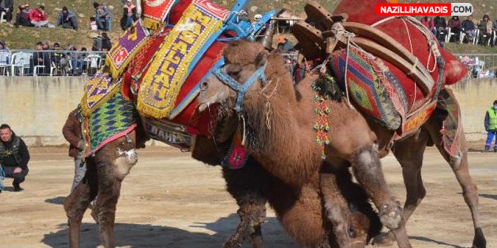 Deve güreşi festivali renkli görüntülere sahne oldu