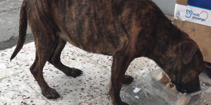 Denizli'de sokak köpeğine cinsel saldırı iddiası