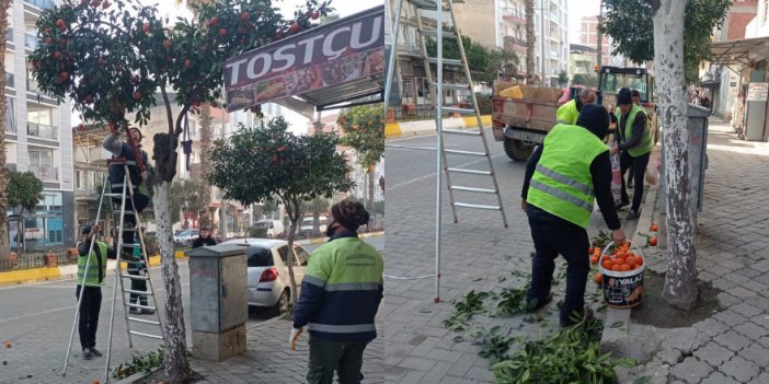 Nazilli’de toplanan turunçlar öğrencilere burs oluyor