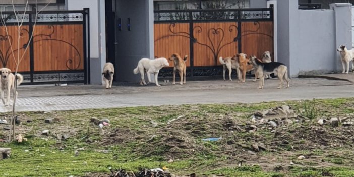 Nazilli’de başıboş köpekler korku saçıyor