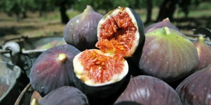 Aydın’da incir üreticisine müjdeli haber