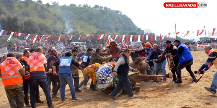 Deve güreşi festivalini binlerce kişi izledi