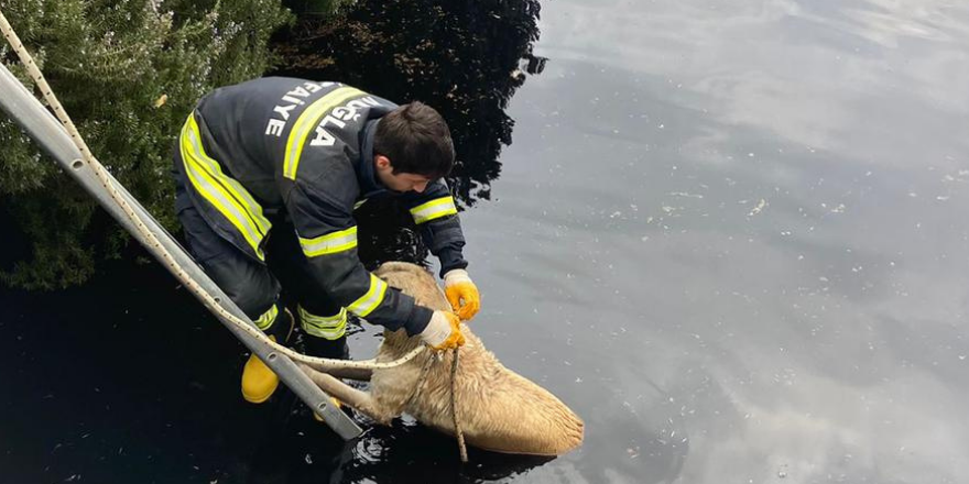 Datça'da arıtma havuzuna düşen sokak köpeği itfaiye ekipleri kurtardı