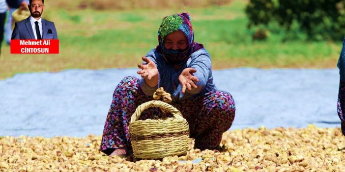 Türkiye'nin kuru incir ihracatı 4 ayda 152 milyon doları aştı