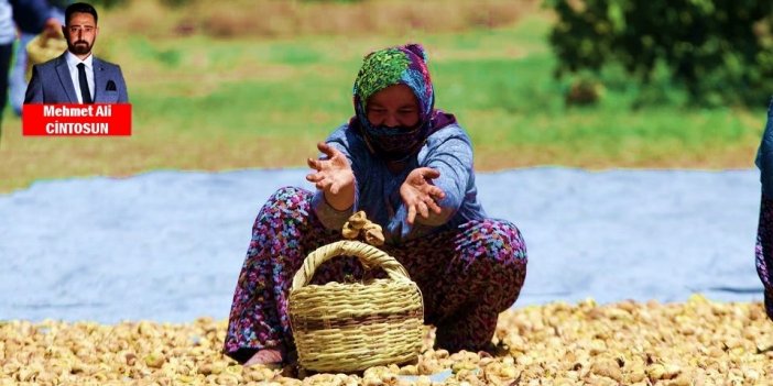 Türkiye'nin kuru incir ihracatı 4 ayda 152 milyon doları aştı