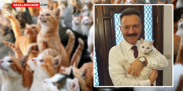 Vali Aksoy’dan Kediler Günü paylaşımı: “Canlara sahip çıkalım”