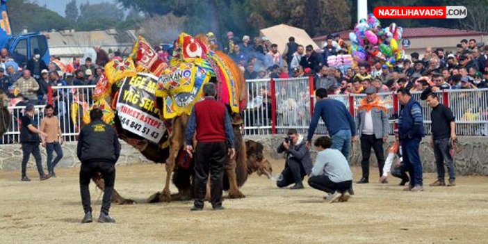 Nazilli Deve Güreşi Festivali'ne büyük ilgi