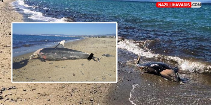 Ölü yunus ile deniz kaplumbağası sahile vurdu