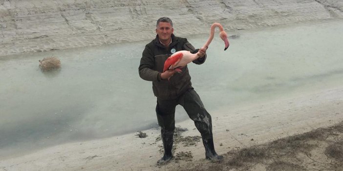 Bacağı kırılan flamingo tedaviye alındı