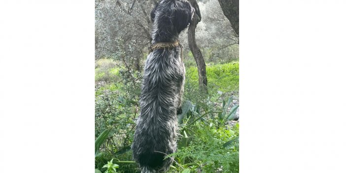 Akyaka'da iple boğazından ağaca asılan köpek ölü bulundu