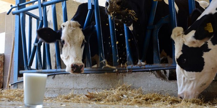 Et ve süt sektörü tehlikede: 1.7 milyon hayvan kesime gitti