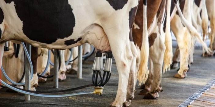Üreticilere müjde: Çiğ süt alım fiyatı belli oldu