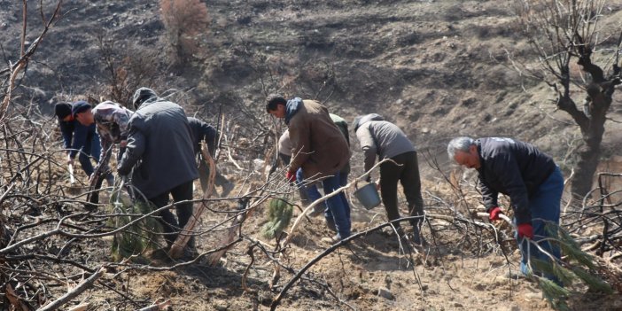 Bozdoğan’da ormanlar yeniden yeşerecek