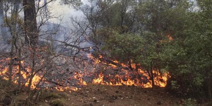 Aydın’da 10 dönüm ormanlık alan yandı