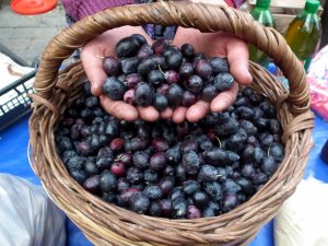 Zeytin Ağaçlarında Yayılan Sinsi Hastalığa Dikkat