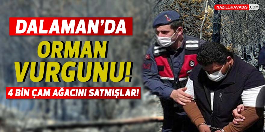 Dalaman’da orman vurgunu