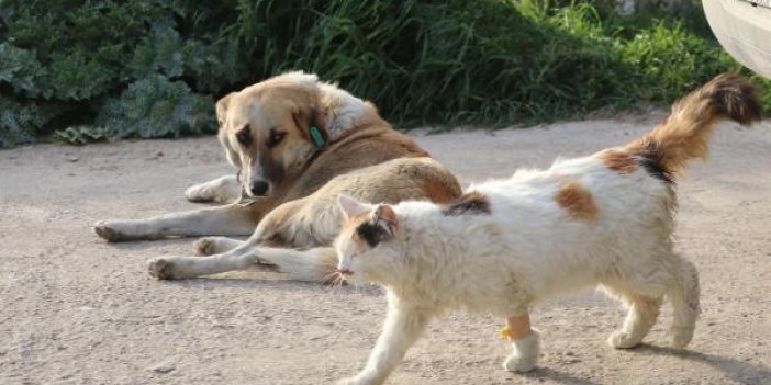 20 kedi ve köpek ölü bulundu, zehirlenen 1 kedi son anda kurtarıldı