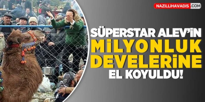 'Süperstar' Alev'in develerine el koyuldu!