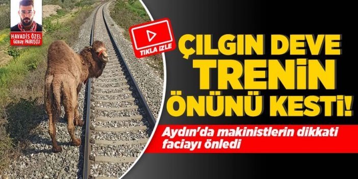 Aydın’da tren hattındaki deveyi, makinistlerin dikkati kurtardı