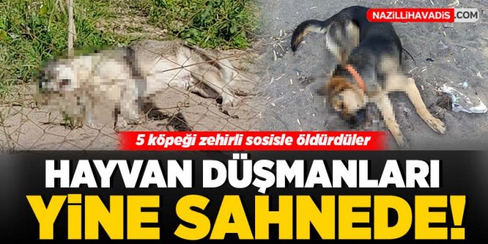 5 köpeği zehirli sosisle öldürdüler