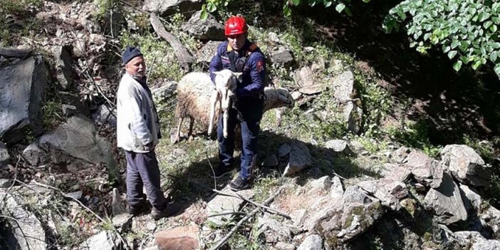 Alaşehir'de uçuruma düşen koyun ve kuzuya kurtarma operasyonu