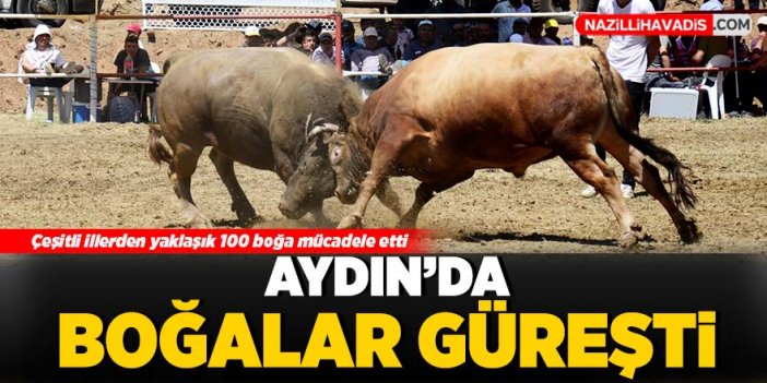 Aydın'da boğalar güreşti