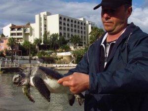 Kuşadası’nda Sahile Ölü Caretta Caretta Vurdu