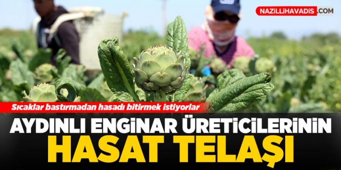 Aydınlı enginar üreticilerinin hasat telaşı