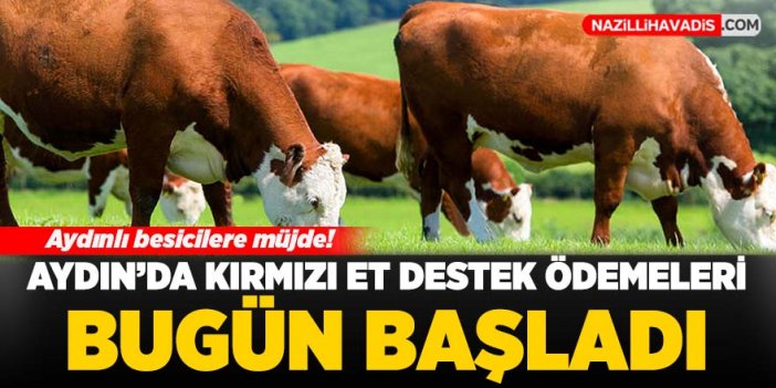 Aydın'da kırmızı et destek ödemeleri bugün başladı