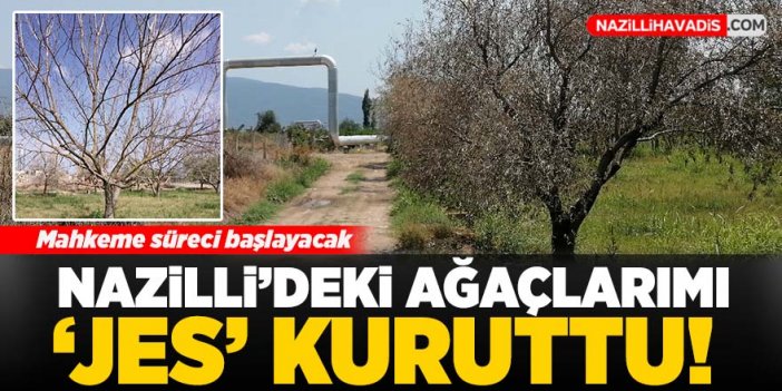 Nazilli’de zeytin ve ceviz ağaçları ‘Jes’ yüzünden kurudu iddiası