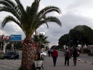 Palmiye Ölümleri Devam Ediyor