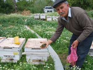 Aydın’da Şaşırtan Arı Ölümleri