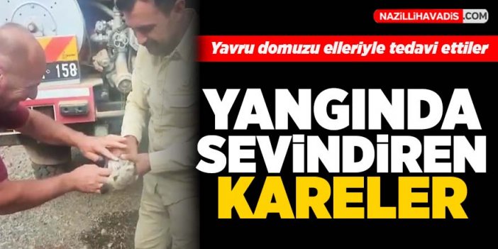 Marmaris'teki yangından kamplumbağa ve domuz yavrusu kurtarıldı