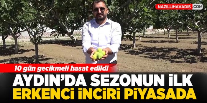 Aydın'da sezonun ilk erkenci inciri piyasaya çıktı