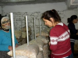 Aydın’da Kadın Çiftçiler Kayın Mantarı Üretecek