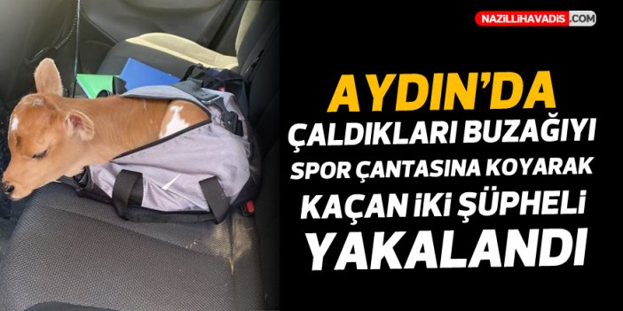 Aydın'da çaldıkları buzağıyı spor çantasına koyarak kaçan 2 şüpheli yakalandı