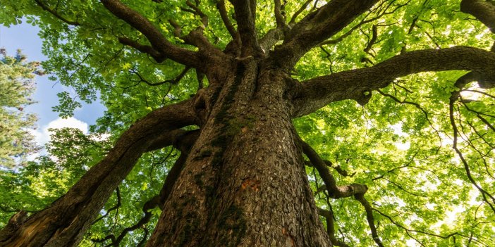 Ağaçtan düşen mahalle muhtarı yaşamını yitirdi