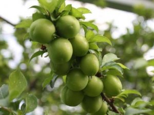 Turfanda Meyveler El Yakıyor