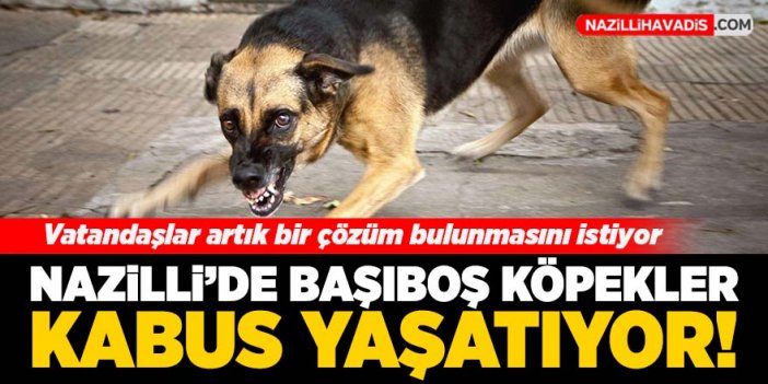 Sokak köpekleri Nazilli'de kabus yaşatıyor