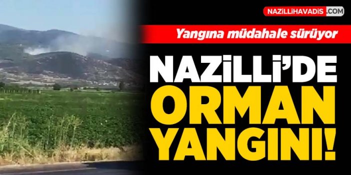 Nazilli'de orman yangını çıktı