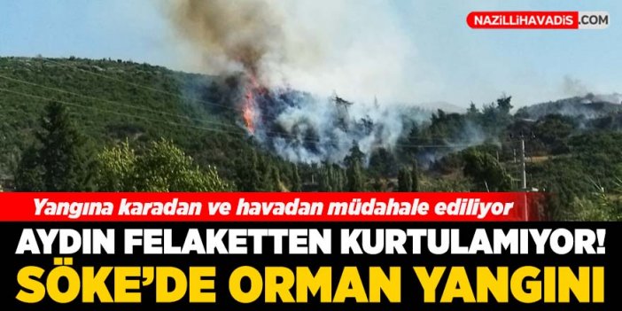 Aydın'da orman yangını başladı!