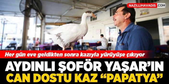 Aydınlı şoförün can dostu kaz papatya