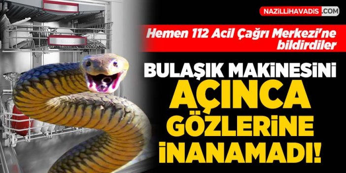 Şok olay! Bulaşık makinesinden yılan çıktı