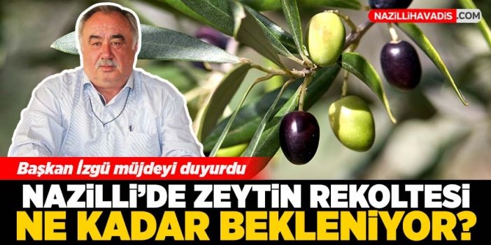 Nazilli'de zeytin rekoltesi ne kadar bekleniyor