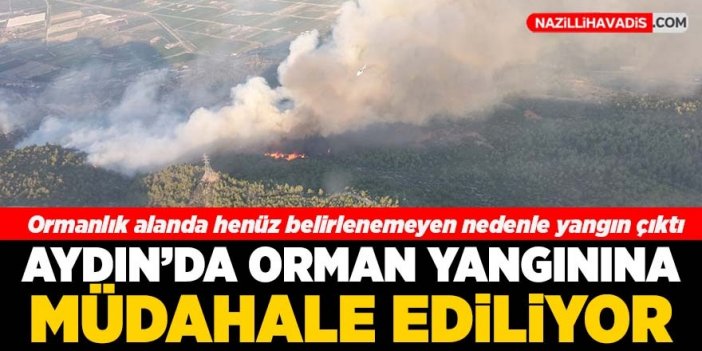 Aydın'da çıkan orman yangınına müdahale ediliyor