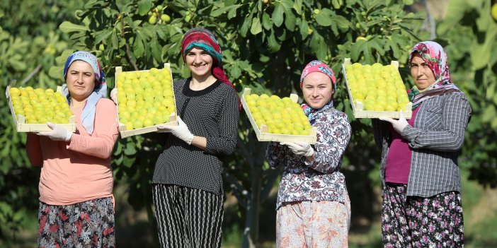 İncirin başkenti Aydın'da hasat başladı