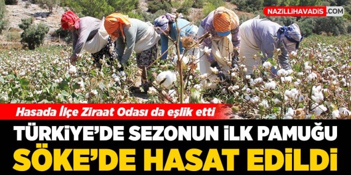 Türkiye’de sezonun ilk pamuğu Söke Ovası’nda hasat edildi