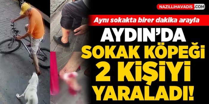 Sokak köpeği yoldan geçen 2 bisikletliyi yaraladı